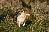 JACK RUSSEL 331